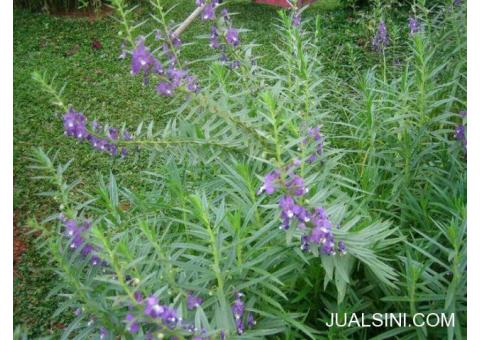 Jual Tanaman Hias untuk Taman - Lavender, Iris, Kana, Heliconia, dll