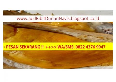 Jual Bibit Durian Montong Bawor, Bibit Durian Musang King Trubus.