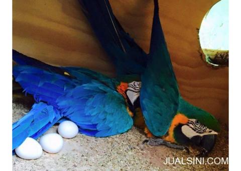 Ostrich telur, Parrots Dan Subur Candle Diuji Bayan Telur Dijual